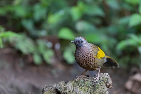Assam Laughingthrush (Trochalopteron chrysopterum woodi), Yunnan, China