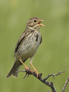 Corn Bunting (Emberiza calandra) singing, Bulgaria