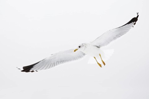 Mew Gull (Larus canus) flying, Berlin, Germany