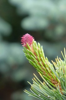 Grannen-Kiefer (Pinus aristata 'Glauca'), female flower, BS Sämann, Federal Republic of Germany