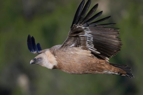 A close-up of a griffon vulture soaring against a soft, green backdrop Its detailed plumage and