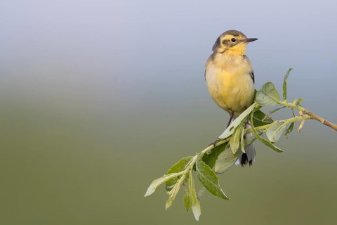 Citrine Wagtail - Zitronenstelze - Motacilla citreola ssp. citreola, Russia