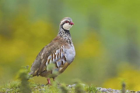 Red-legged Partridge (Alectoris rufa), Redmire Yorkshire, United Kingdom