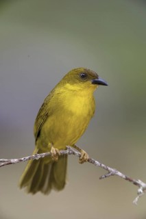 Olive-green Tanager (Orthogonys chloricterus), Atlantic rainforest, Brazil