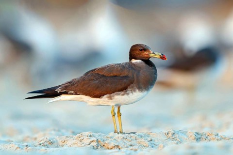 Hemprich's Gull, (Ichthyaetus hemprichii), (Larus hemprichii), Fish Eagle Gull Salalah, Taqah