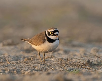 Little Ringed Plover (Charadrius dubius), West Bengal, India