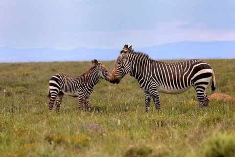 Cape Mountain Zebra (Equus zebra), adult, female, mother, juvenile, social behaviour, Mountain