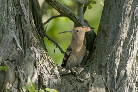 Eurasian Hoopoe (Upupa epops), Brandenburg, Germany
