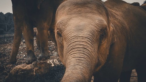 A young Asian elephant (elephus maximus) looks directly into the camera, curious and full of
