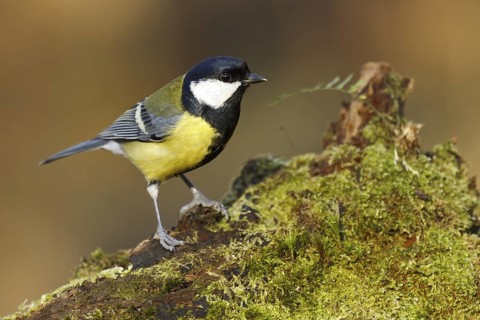 Great Tit (Parus major), Asturias, Spain