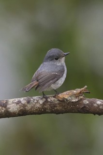 Little Pied Flycatcher (Ficedula westermanni) female, Selangor, Malaysia