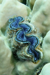 Common giant clam (Tridacna maxima)