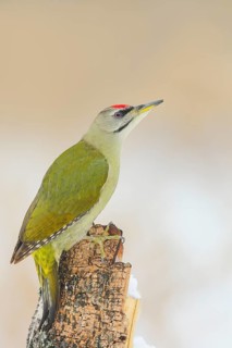 Grey-headed Woodpecker (Picus canus), male sitting on a tree stump, Wildlife, Animals, Birds,