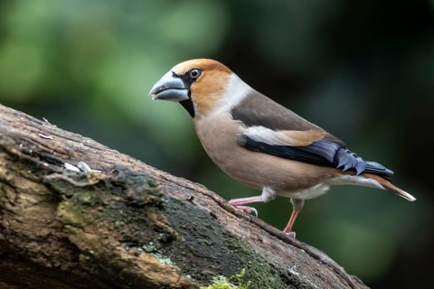 Hawfinch (Coccothraustes coccothraustes), Emsland, Lower Saxony, Germany