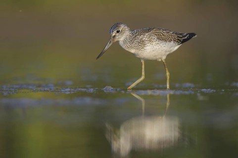 Common Greenshank (Tringa nebularia), Thuringia, Germany