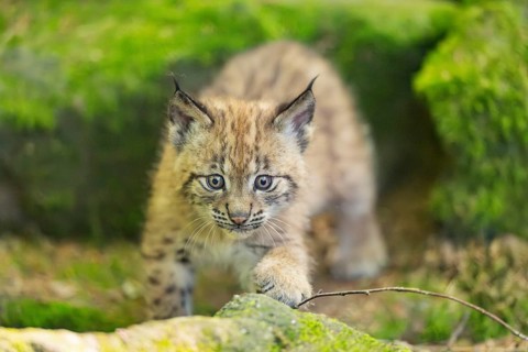 Eurasian lynx (Lynx lynx) youngster (cub) walking on rocks in a forest, Bavaria, Germany