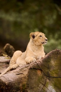 Asiatic lion (Panthera leo persica) cub lying on a tree trunk, captive