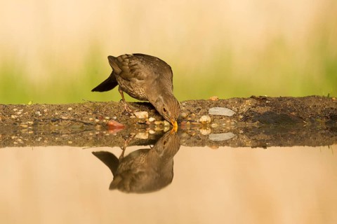 Common Blackbird (Turdus merula) female drinking at waterhole, Serbia