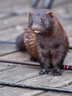 A curious mink