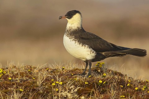 Pomarine Jaeger (Stercorarius pomarinus) on the tundra in Northern Alaska