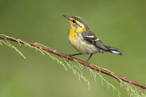 Blackburnian Warbler (Setophaga fusca) female perched on a branch, Texas, USA