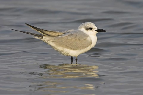 Gull-billed Tern (Gelochelidon nilotica), Germany