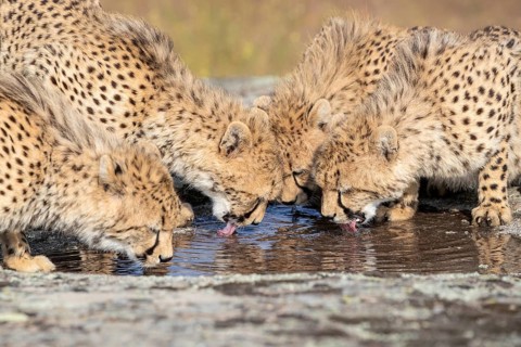 Cheetah (Acinonyx jubatus) group drinking at waterhole, Castile-La Mancha, Spain