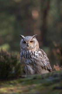 One Siberian Eagle Owl (Bubo bubo sibiricus) sitting on forest floor between green vegetation
