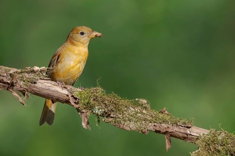 Summer Tanager (Piranga rubra) female perched on a branch, Texas, USA