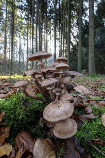 Brown honey fungus (Armillaria ostoyae) in spruce forest, Emsland, Lower Saxony, Germany