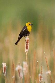 Yellow-headed Blackbird (Xanthocephalus xanthocephalus) male, Montana, USA