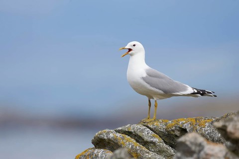 Mew Gull (Larus canus) calling, Dovrefjell, Norway