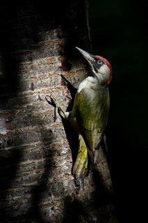 European Green Woodpecker (Picus viridis) female climbing tree trunk, North Rhine-Westphalia,
