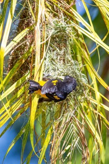 Yellow-rumped cacique (Cacicus cela) Pantanal Brazil