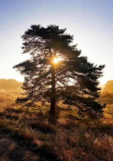 Atmospheric sunrise behind a pine tree in the Westruper Heide in autumn, Haltern am See, Ruhr area,
