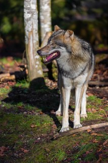 An adult male eurasian gray wolf (Canis lupus lupus) stands at a forest edge