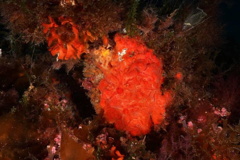 Orange upholstery sponge (Reniera fulva) embedded between algae, dive site Giens Peninsula,