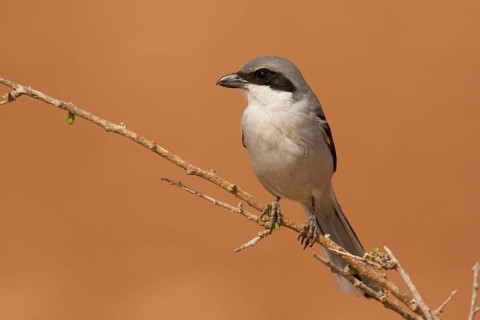 Southern Grey Shrike (Lanius meridionalis), Morocco