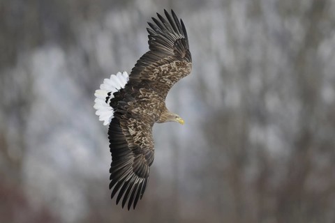 White-tailed Eagle (Haliaeetus albicilla) flying, Hokkaido, Japan