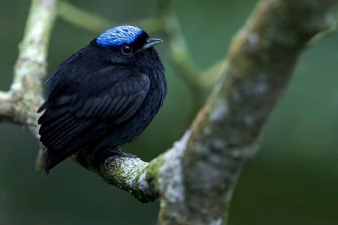 Blue-crowned Manakin (Lepidothrix coronata) perched on a branch in Panama