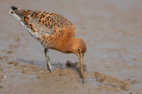 Black tailed godwit (Limosa limosa) adult male wading bird in summer plumage feeding on a mudflat,