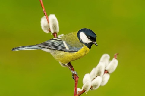 Great Tit (parus major) Great Tit • Baden-Württemberg, Germany, Baden-Württemberg, Federal Republic