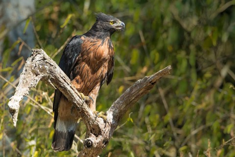 Black-and-chestnut Eagle (Spizaetus isidori), Bolivia