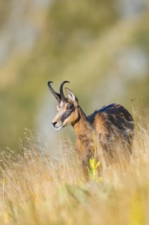Chamois (Rupicapra rupicapra) on a meadow in the Vosges Mountains, wildlife, France
