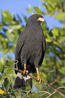 Common Black Hawk Buteogallus anthracinus San Blas, Nayarit, Mexico 28 March Adult Acciptridae
