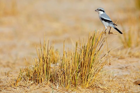 Great Grey Shrike, (Lanius excubitor), Mediterranean Great Grey Shrike, Great Grey Shrike