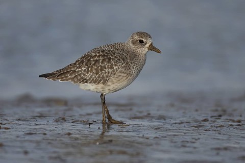 Grey plover (Pluvialis squatarola) adult wading bird in winter plumage on a mudflat on a shoreline,