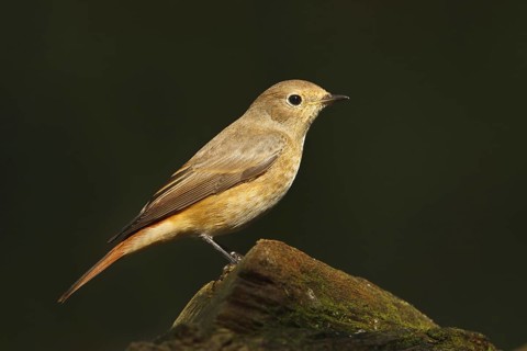 Common Redstart (Phoenicurus phoenicurus) female, Utrecht, Netherlands