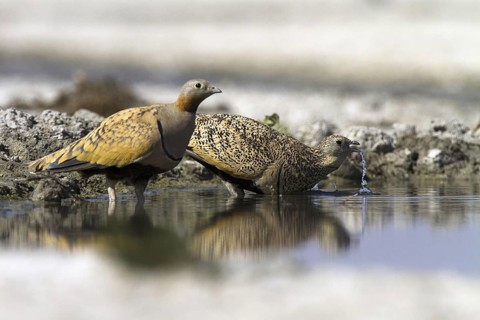 Black-bellied Sandgrouse (Pterocles orientalis), Castile-La Mancha, Spain