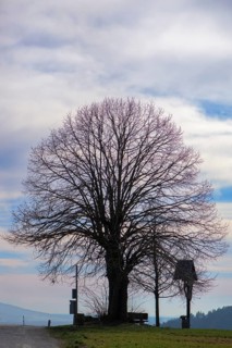Silhouette of the lime tree (Tilia) and Christ's cross, Bühl, Upper Franconia, Bavaria, Germany